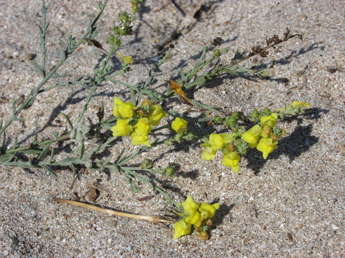 Изображение особи Linaria sabulosa.