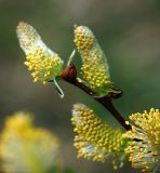 Salix caprea