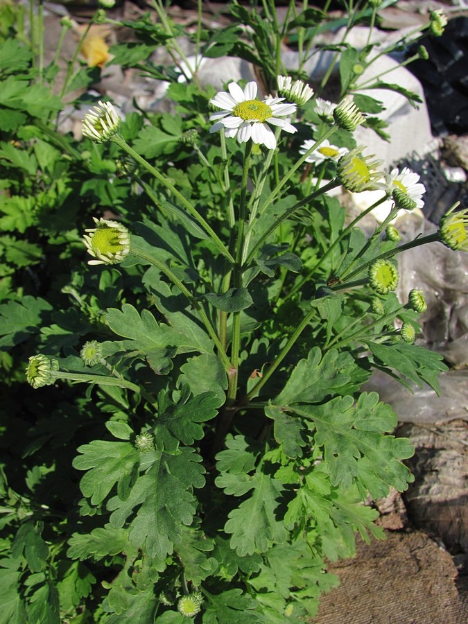 Изображение особи Pyrethrum parthenium.