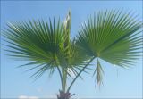 Washingtonia filifera