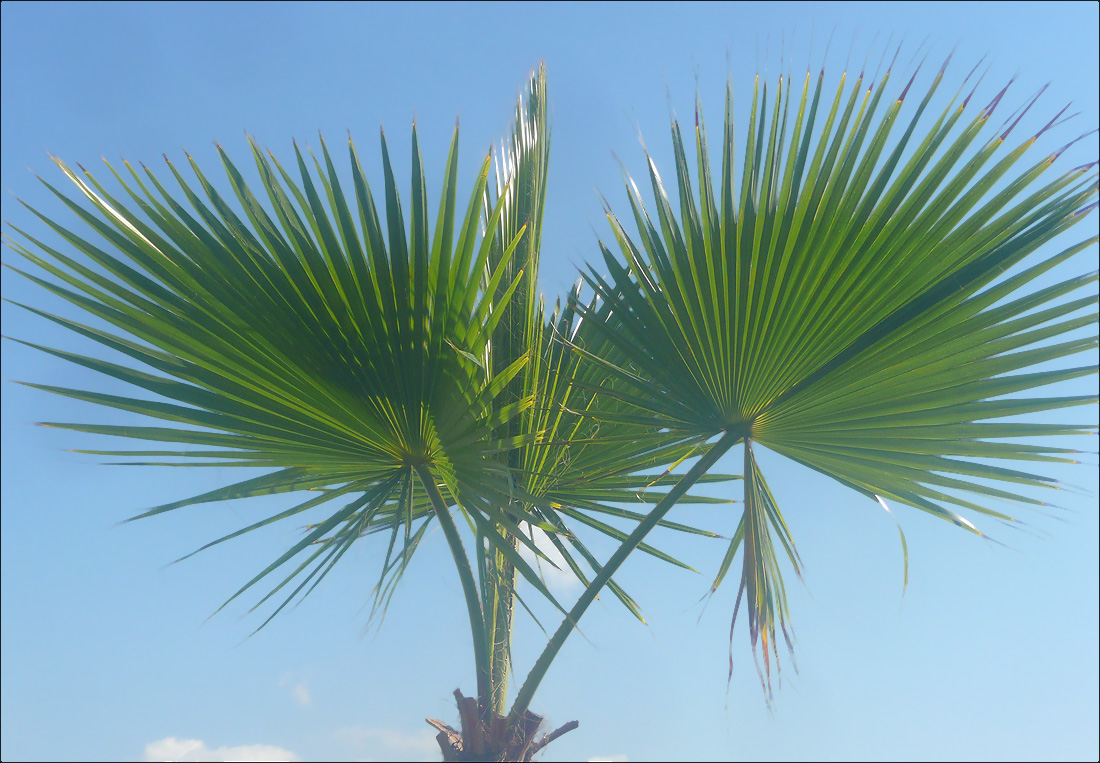 Image of Washingtonia filifera specimen.