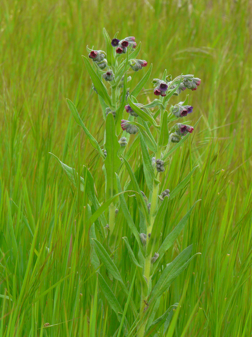 Изображение особи Cynoglossum officinale.