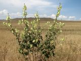 Alcea rugosa