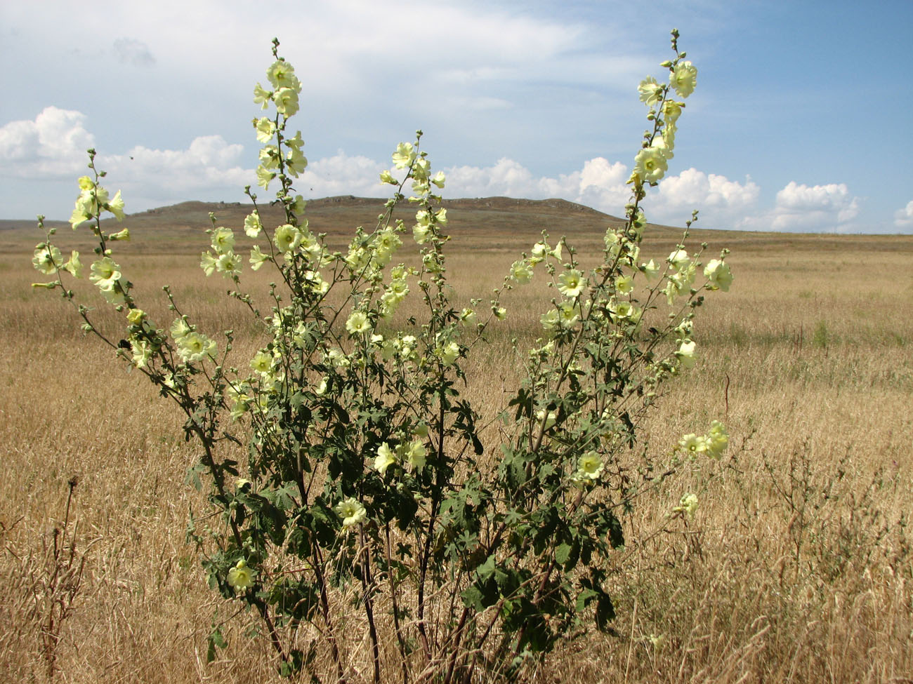 Изображение особи Alcea rugosa.