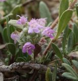 Thymus &times; dimorphus