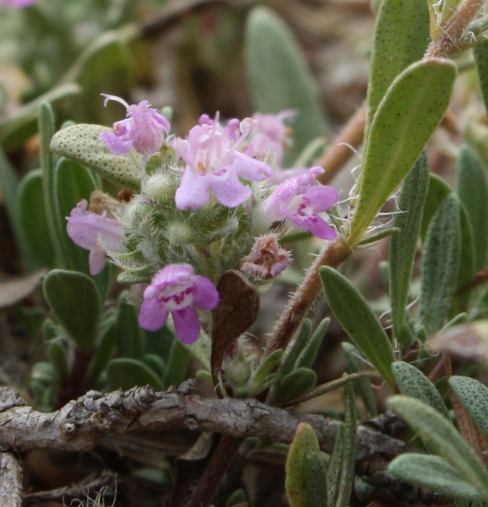 Изображение особи Thymus &times; dimorphus.