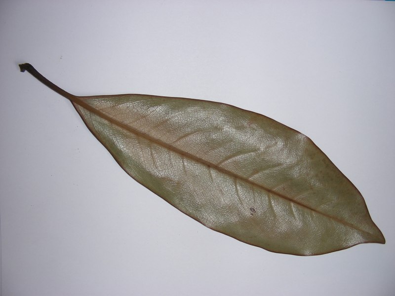 Image of Magnolia grandiflora specimen.