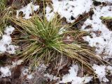 Deschampsia cespitosa. Зимующая дернина. Санкт-Петербург, Шуваловский лесопарк. 04.12.2011.