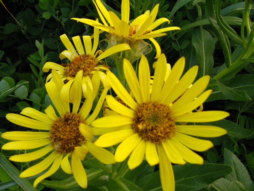 Image of Senecio pseudoarnica specimen.