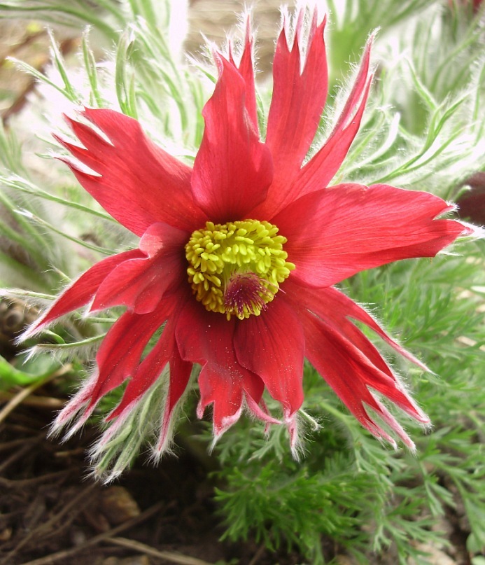 Изображение особи Pulsatilla vulgaris.