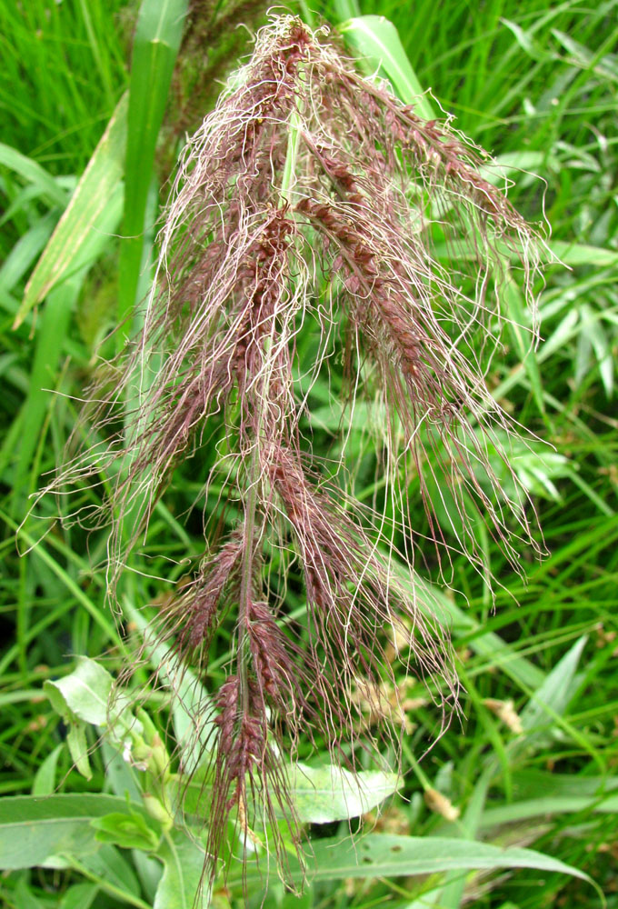 Изображение особи Echinochloa tzvelevii.