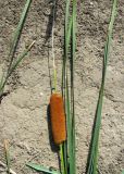 Typha laxmannii. Женское соцветие и листья. Астраханская обл., Камызякский р-н, окр. с. Раздор, пруды у р. Табола, у воды. 12.08.2011.