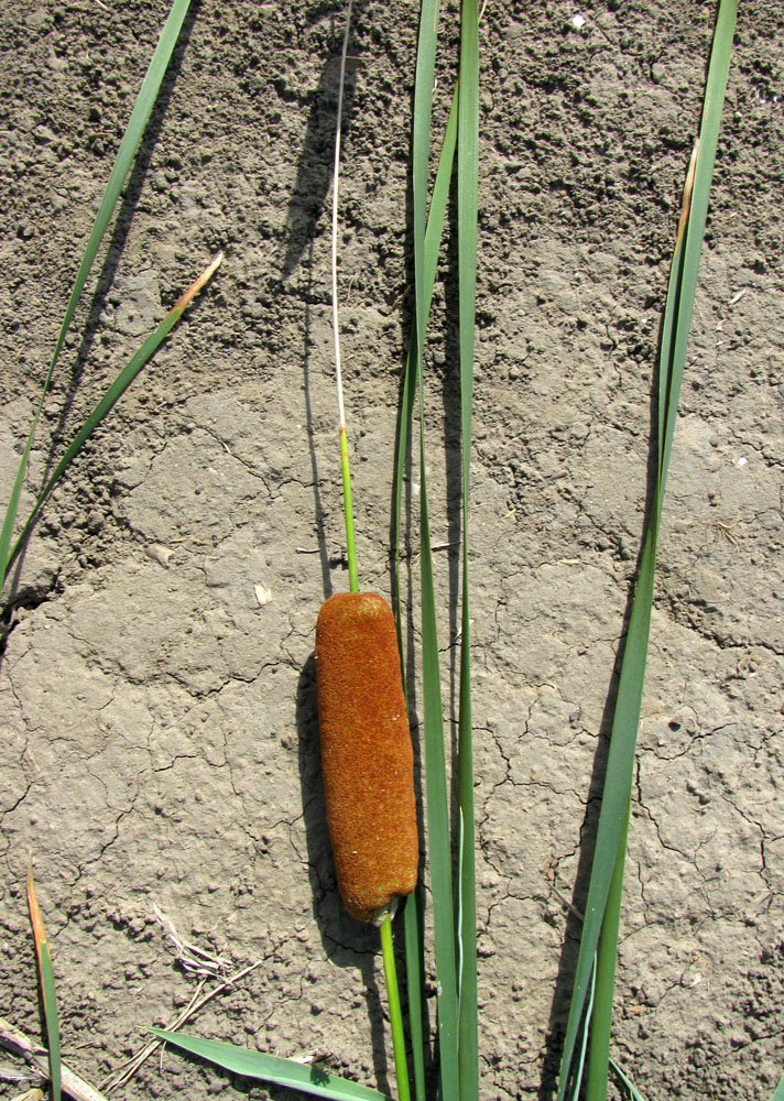 Изображение особи Typha laxmannii.