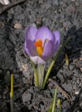 Crocus etruscus