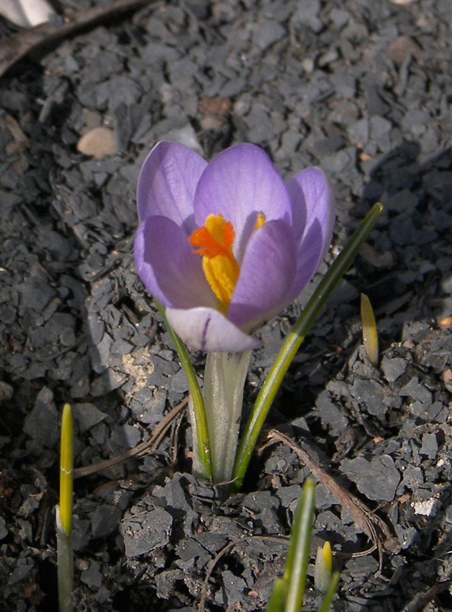 Изображение особи Crocus etruscus.