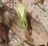 Campanula sulphurea