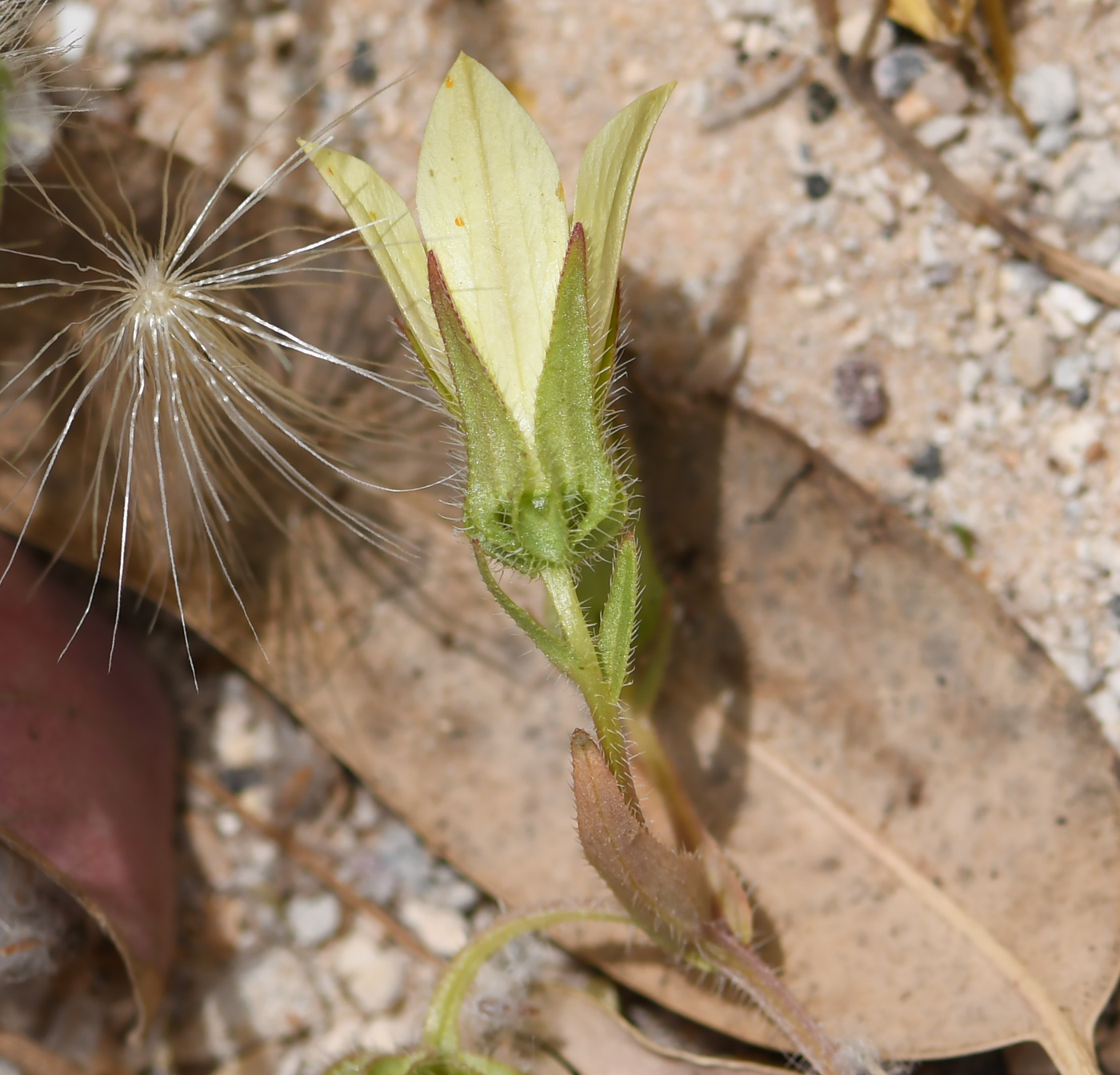 Image of Campanula sulphurea specimen.
