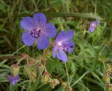 Geranium pratense. Цветки и бутоны. Курская обл., Железногорский р-н, берег р. Свапа. 16 августа 2007 г.