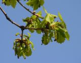 Quercus mongolica. Соцветия и молодые листья на верхушке ветви. Хабаровский край, Ванинский р-н, с. Кенада. 03.06.2006.