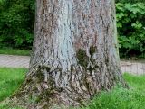 Populus × canadensis. Нижняя часть ствола взрослого дерева. Германия, г. Кемпен, в парке. 08.05.2012.