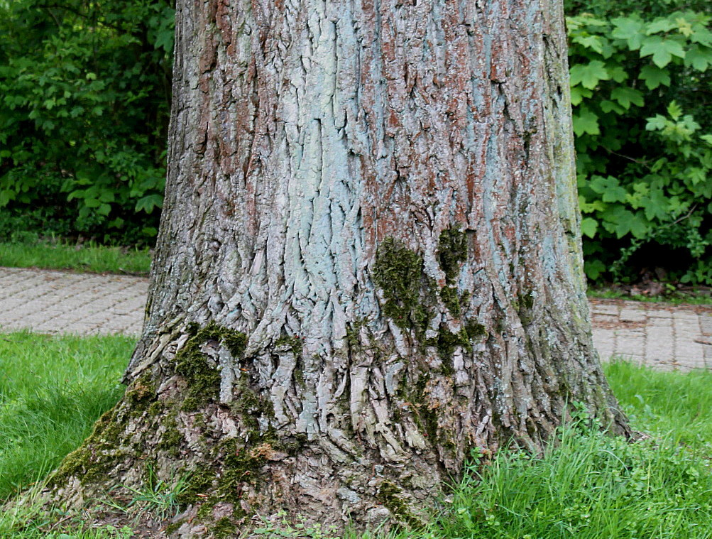 Image of Populus &times; canadensis specimen.