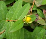 Hypericum calycinum. Верхушка побега с бутоном. Крым, Ялта, в культуре. 30 мая 2012 г.