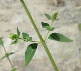 Origanum vulgare subspecies viride. Боковые побеги. Черноморское побережье Кавказа, щель Прасковеевская, долина реки Джанхот. 09.06.2012.