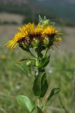 Inula aspera. Верхушка растения с сидящей личинкой кузнечика. ЮЗ Крым, Варнутская долина, окр. с. Гончарное, залежь. 15 июня 2012 г.