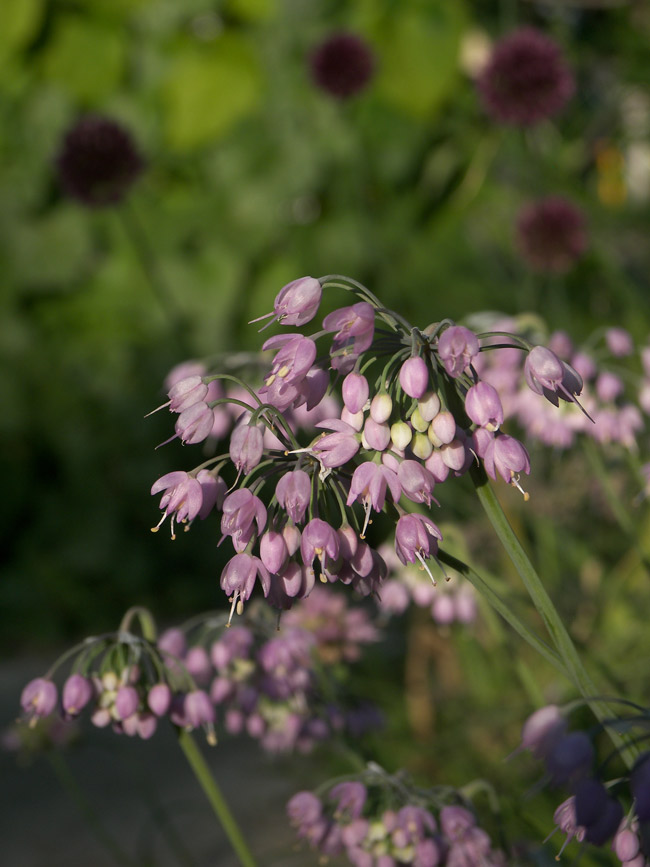 Image of Allium cernuum specimen.