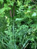 Thalictrum simplex. Цветущее растение. Республика Саха (Якутия), Томпонский р-н, с. Кескил. 21.06.2012.