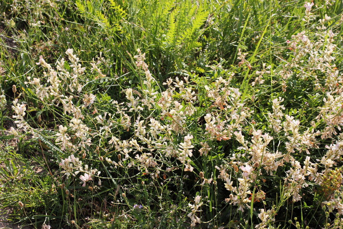 Изображение особи Hedysarum taschkendicum.