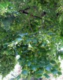 Tilia platyphyllos. Ветви плодоносящего дерева. Австрия, Вена, Дворцовый парк Бурггартен. 17.06.2012.