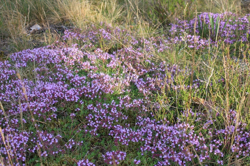 Изображение особи Thymus serpyllum.