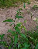 Persicaria hydropiper