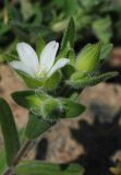 Cerastium inflatum