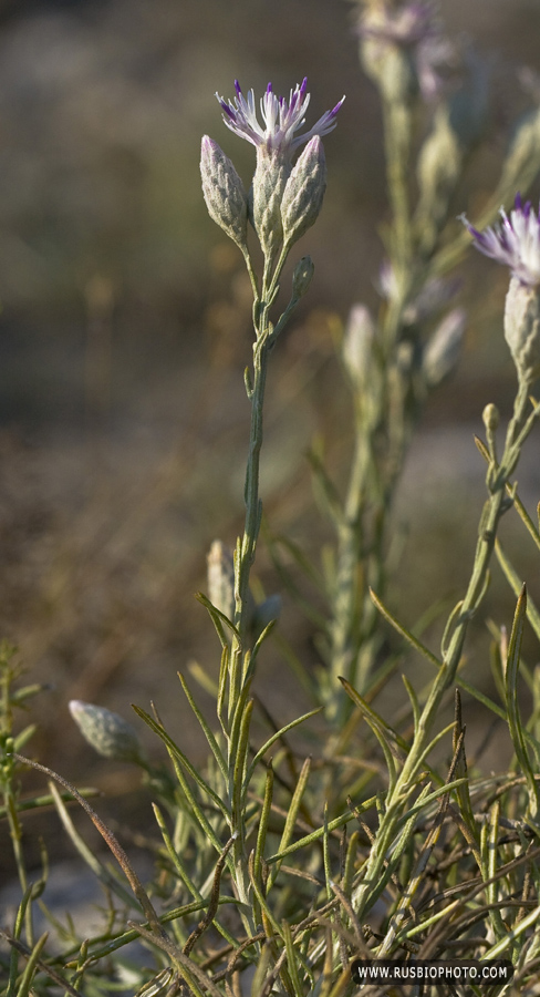 Изображение особи Jurinea stoechadifolia.