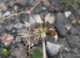 Taraxacum confusum
