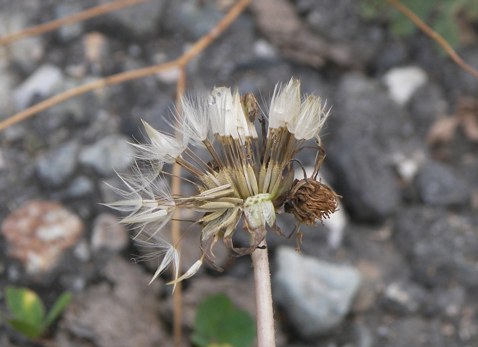 Изображение особи Taraxacum confusum.