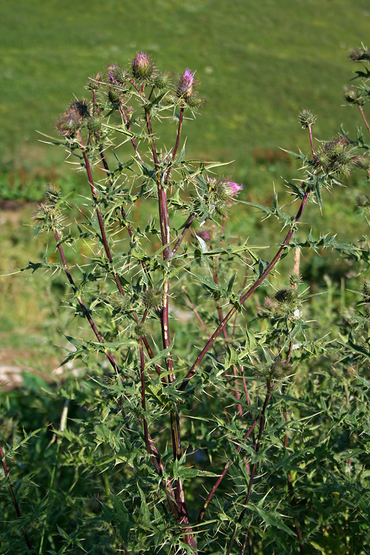 Image of Cirsium czerkessicum specimen.