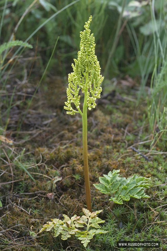 Image of Botrychium multifidum specimen.