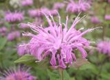 Monarda fistulosa