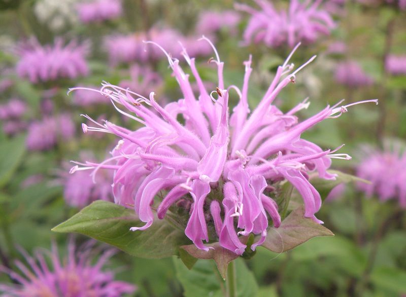 Image of Monarda fistulosa specimen.