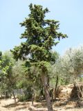 genus Cupressus. Взрослое дерево. Испания, Каталония, г. Барселона, парк Гуэля. 23.06.2012.