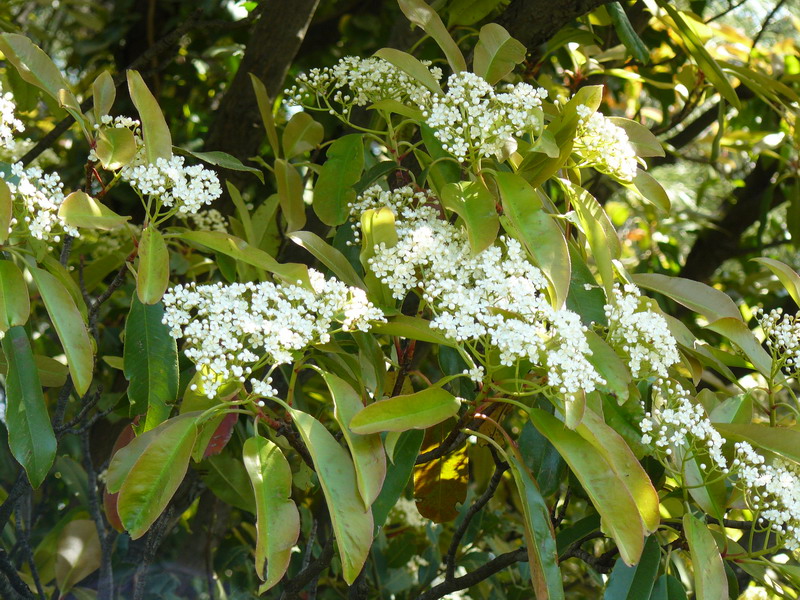 Image of Photinia serratifolia specimen.