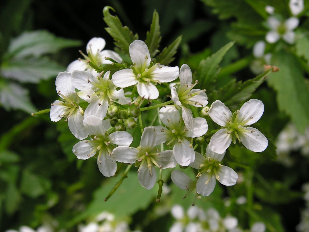 Image of Cardamine leucantha specimen.