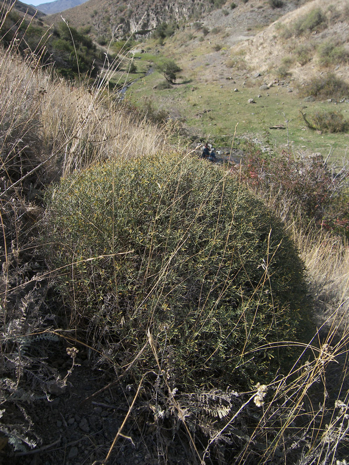 Image of Onobrychis cornuta specimen.