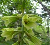 Cardiocrinum cordatum