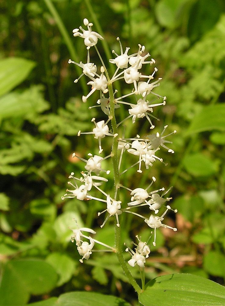 Image of Maianthemum bifolium specimen.