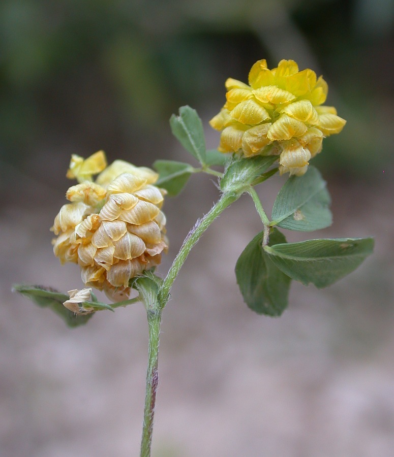 Image of Trifolium campestre specimen.