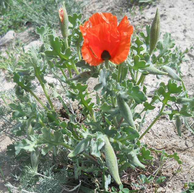 Image of Glaucium grandiflorum specimen.